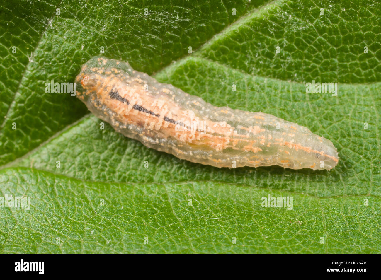 A Syrphid Fly (Syrphus sp.) larva on a leaf. Stock Photo