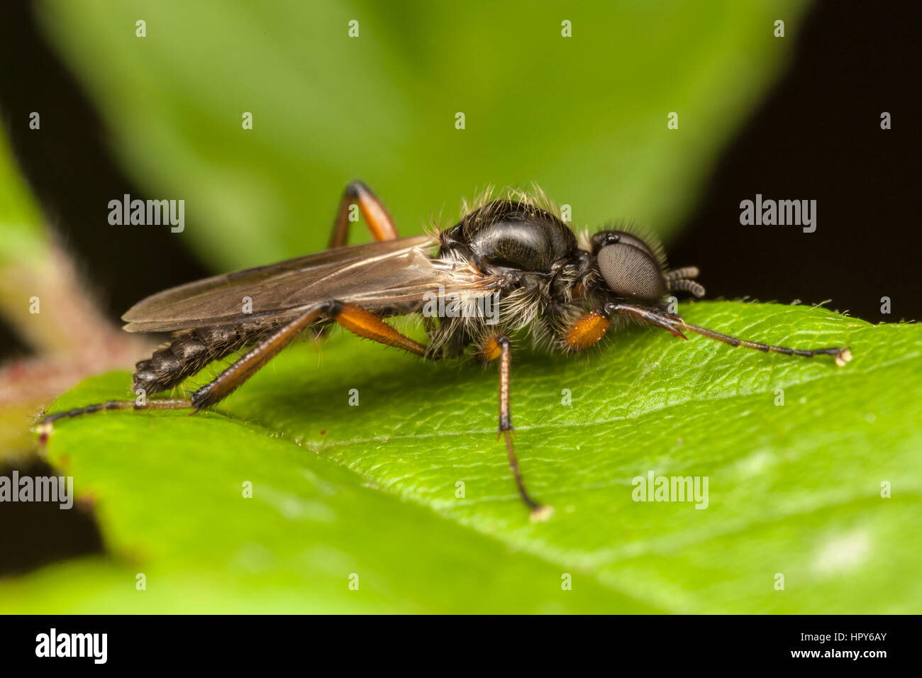 A male March Fly (Bibio articulatus) perches on a leaf. Stock Photo