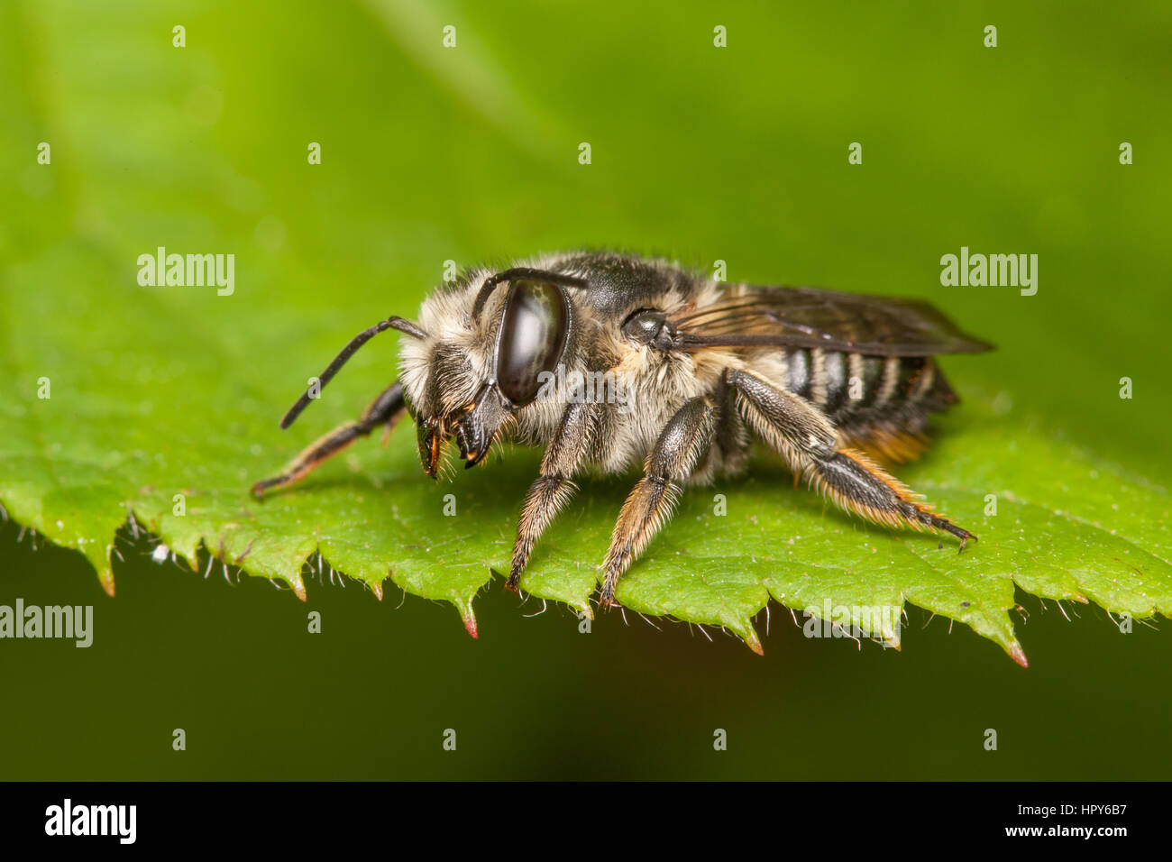 A female Flat-tailed Leaf-cutter Bee (Megachile mendica) perches on the edge of a leaf. Stock Photo