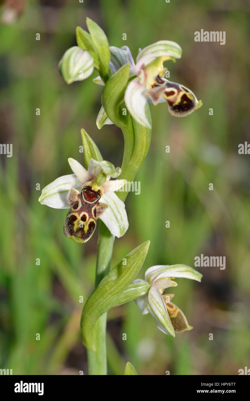 Carmel Ophrys Orchid - Ophrys umbilicata Stock Photo
