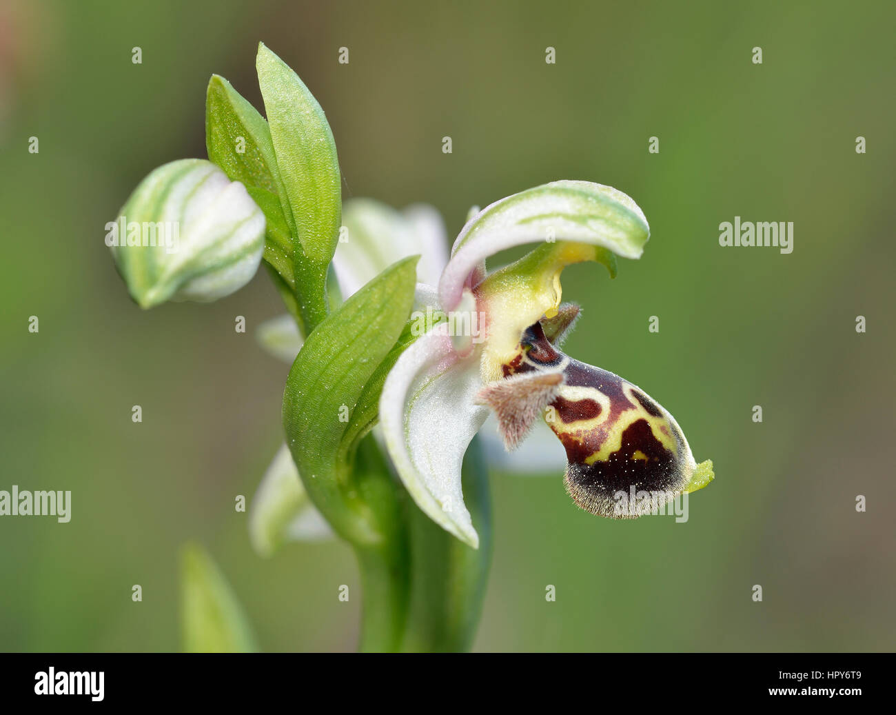 Carmel Ophrys Orchid - Ophrys umbilicata Closeup Flower & Bud Stock Photo