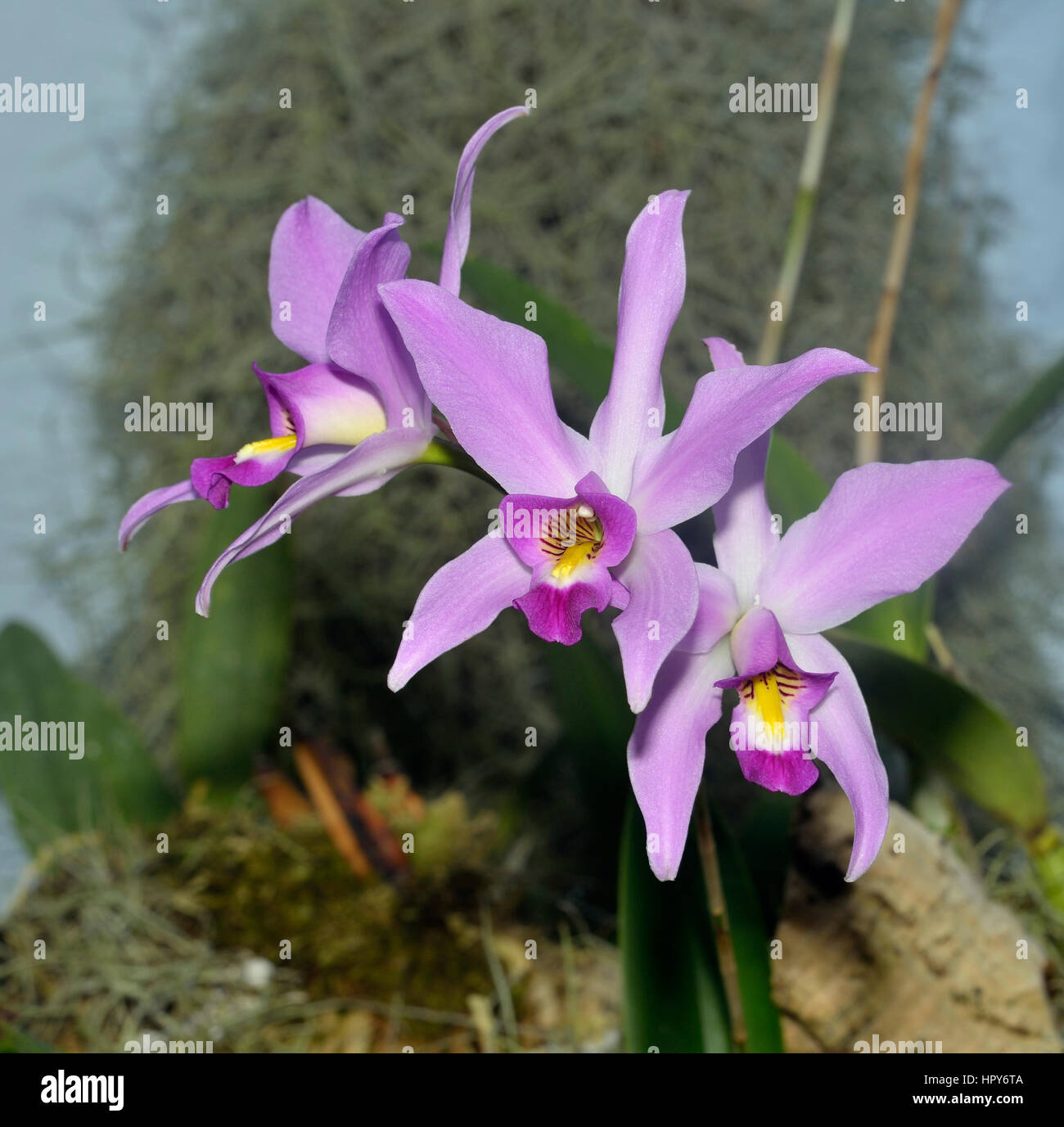 Two-edged Laelia Orchid - Laelia anceps From Mexico Stock Photo