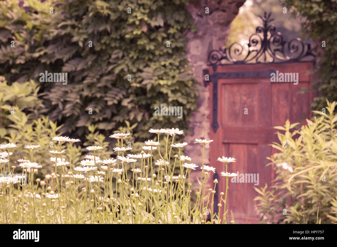 Long stem daisies growing in a beautiful walled garden. Stock Photo