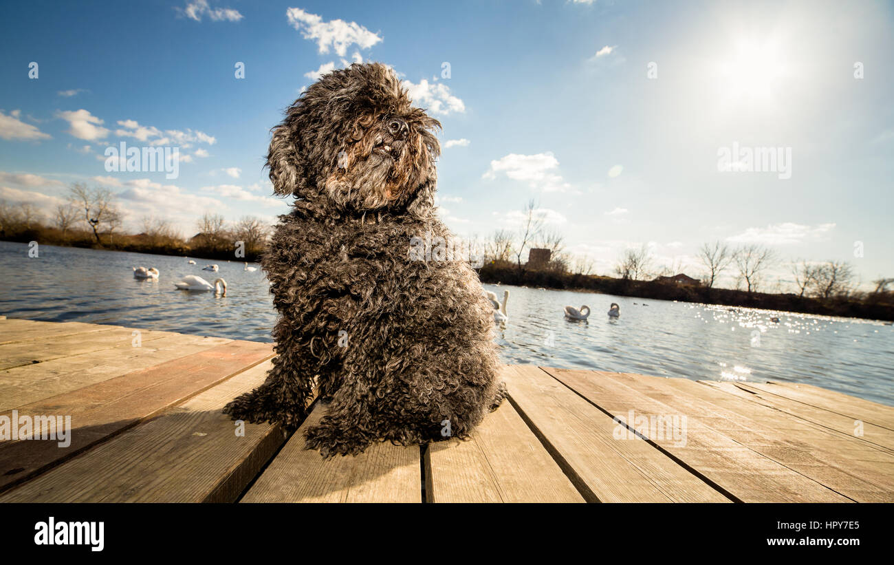 Hungarian Puli dog sitting on the dock Stock Photo