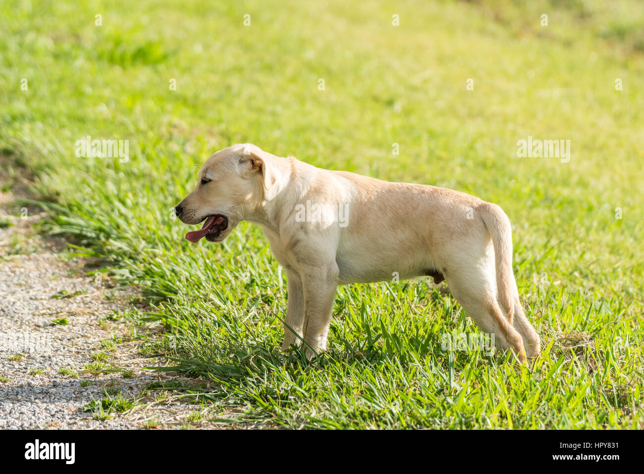 A yellow Labrador puppy yawning tiredly after a big day playing in a grassy park. Stock Photo
