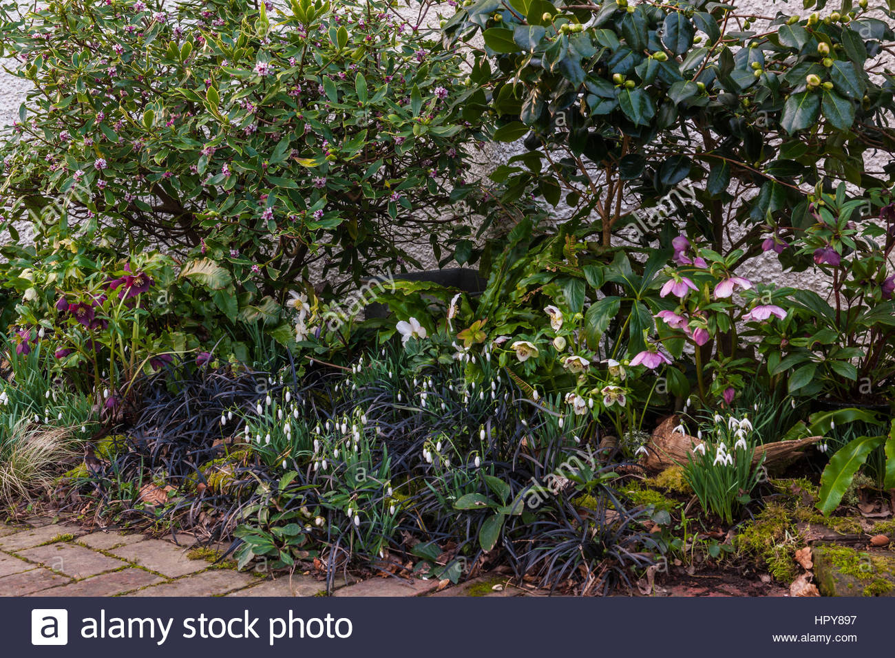 Spring Border Hellebores Stock Photos & Spring Border Hellebores Stock ...
