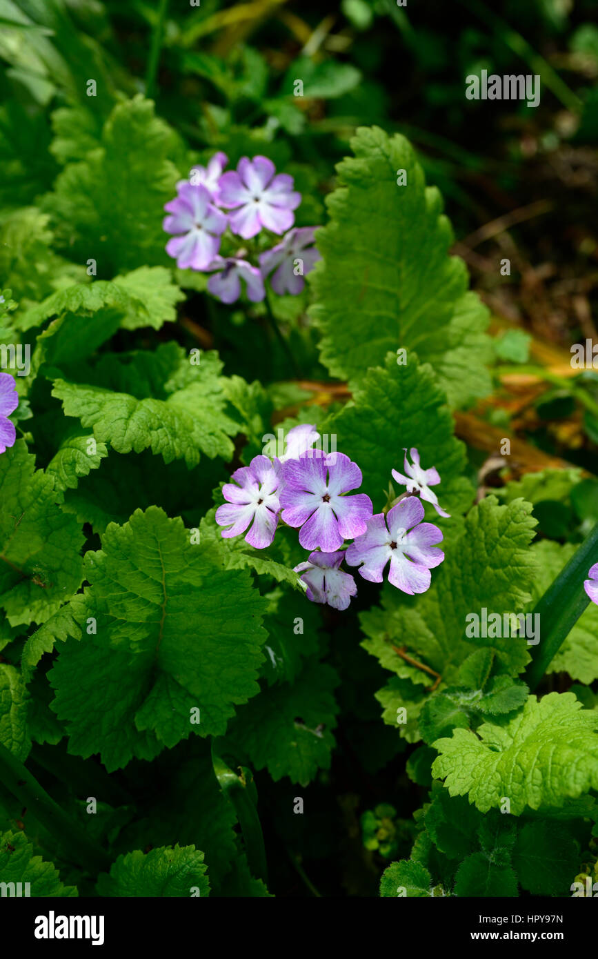 Primula sieboldii, primulas, primroses, purple, white, flower, flowers, flowering, spring, perennial, RM Floral Stock Photo