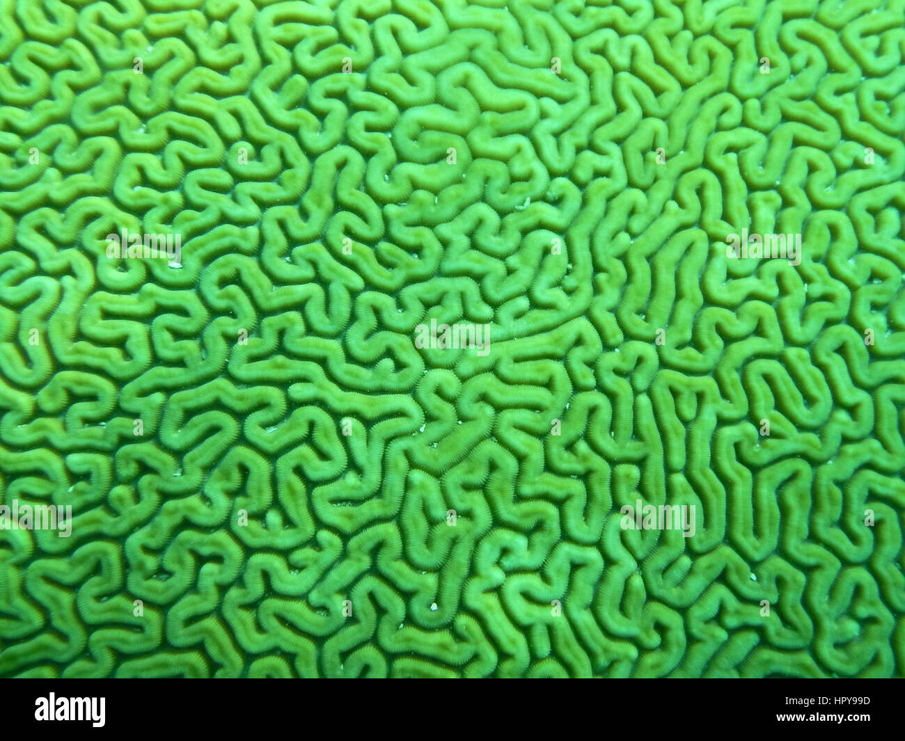 Abstract texture made of close-up brain coral Stock Photo