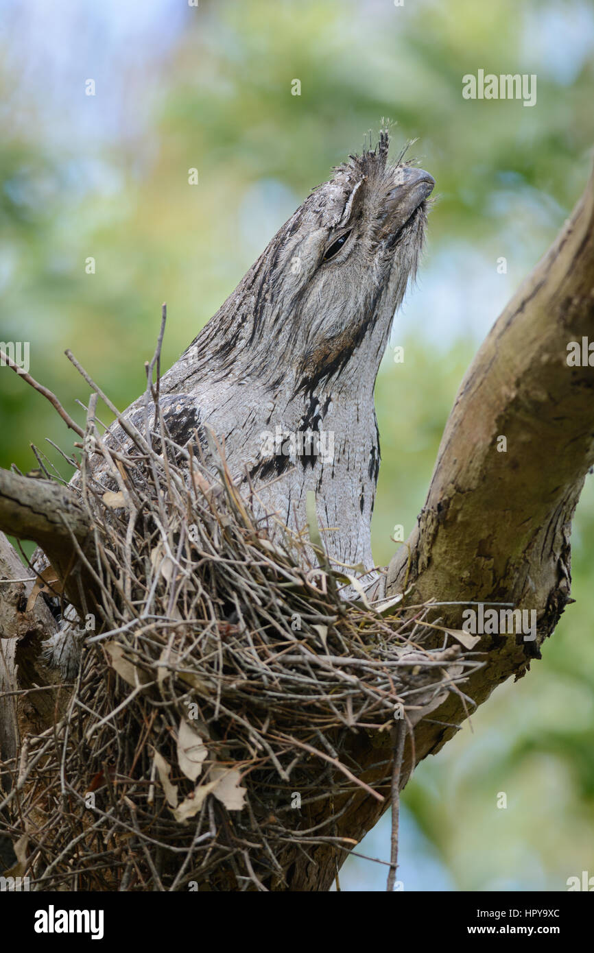 Nesting Tawny Frogmouth Stock Photo
