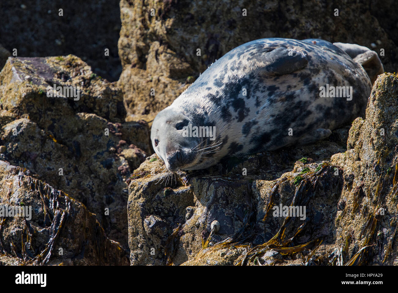 A Grey Seal (Halichoerus grypus) resting on rocks at low tide, Farne Islands, Northumberland, UK Stock Photo