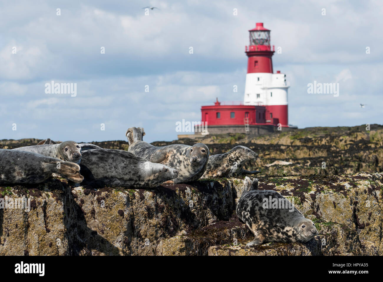 Grey Seals (Halichoerus grypus) laying on rocks at low tide in front on Longstone Lighthouse, Farne Isles, Northumberland, UK Stock Photo