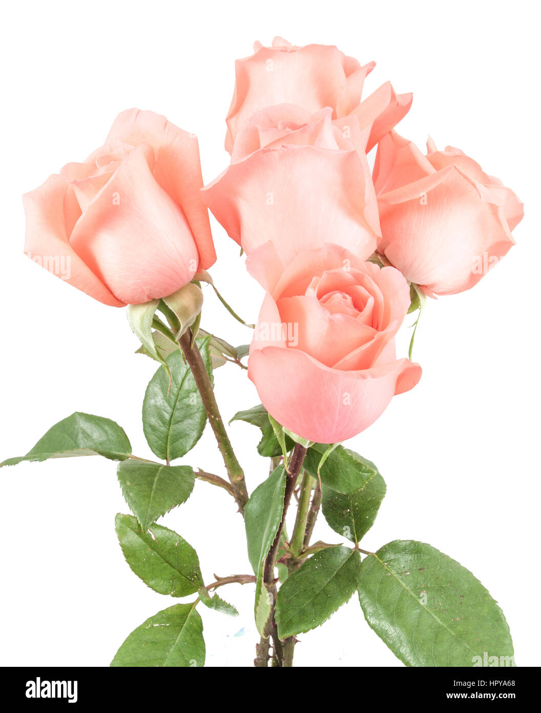 Pink roses bouquet in white background Stock Photo - Alamy