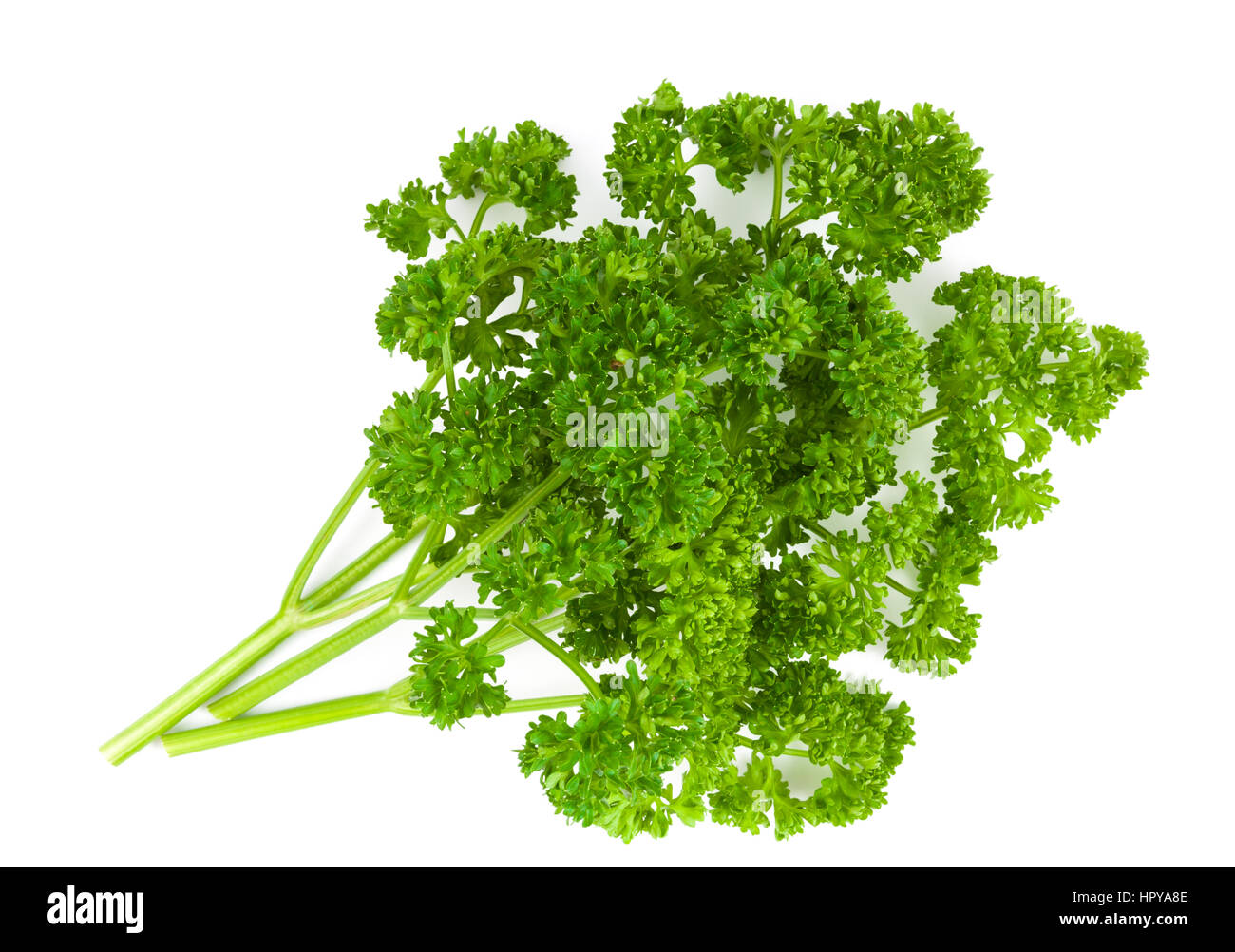fresh green parsley isolated on white background Stock Photo - Alamy