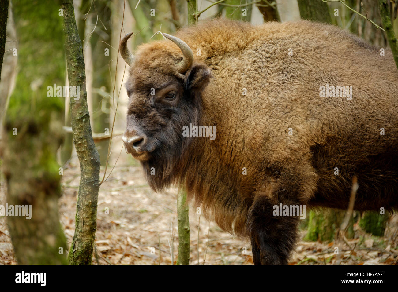 a wisent The European bison stands in the natural park of the Maashorst, Netherlands Stock Photo
