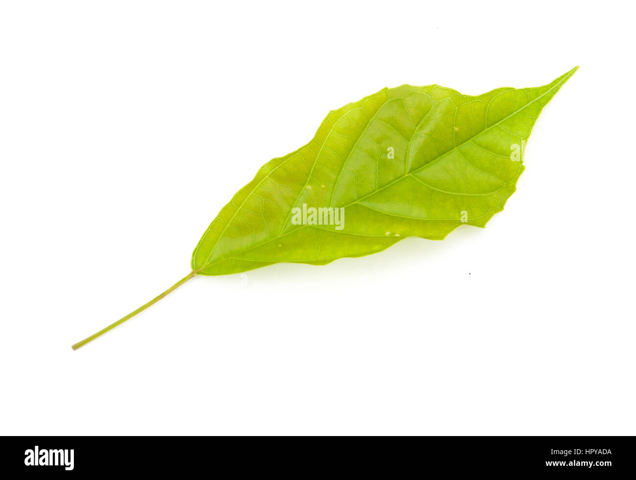 leaves isolated on white background Stock Photo - Alamy