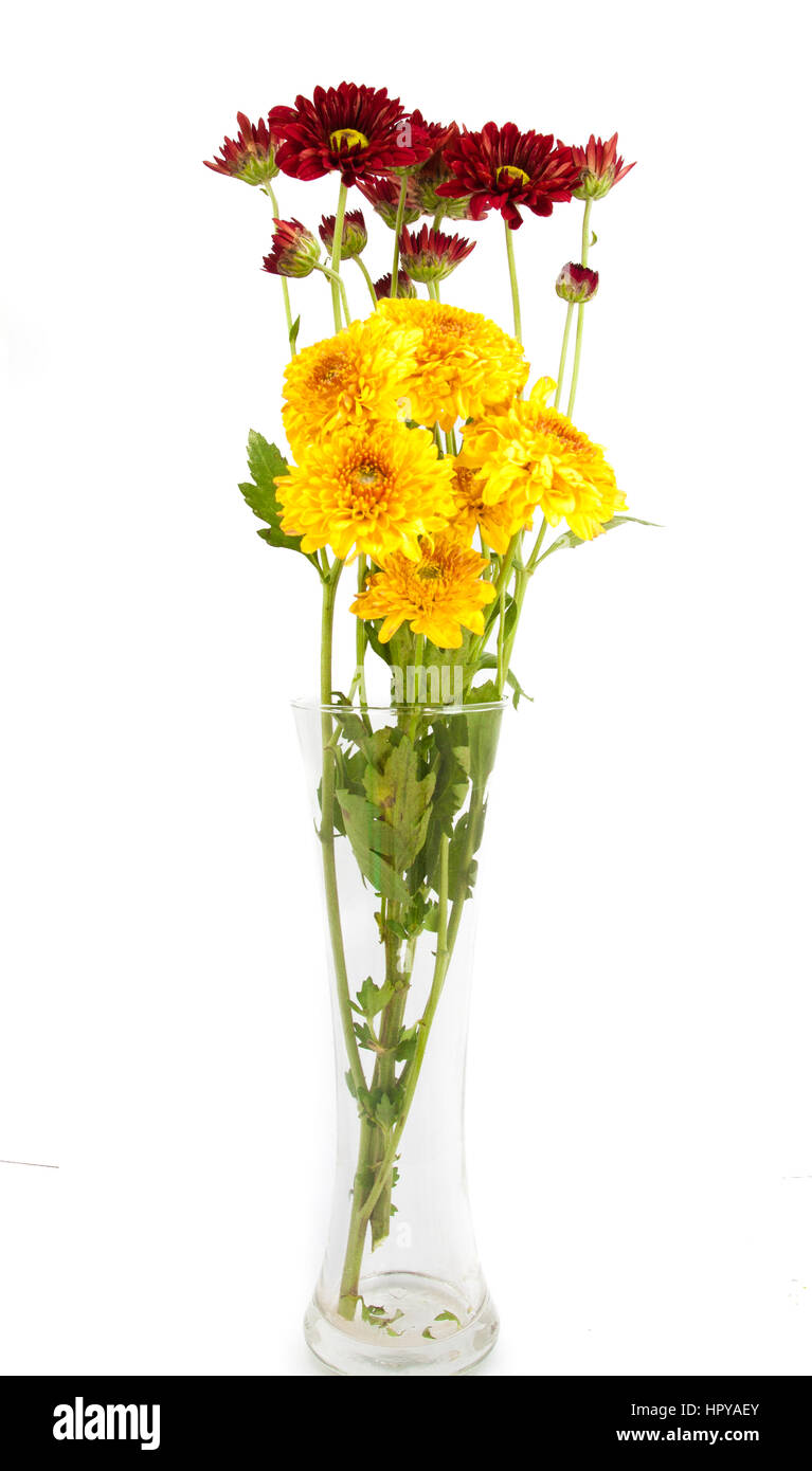 white pink chrysanthemum flowers in vase isolated on a white background