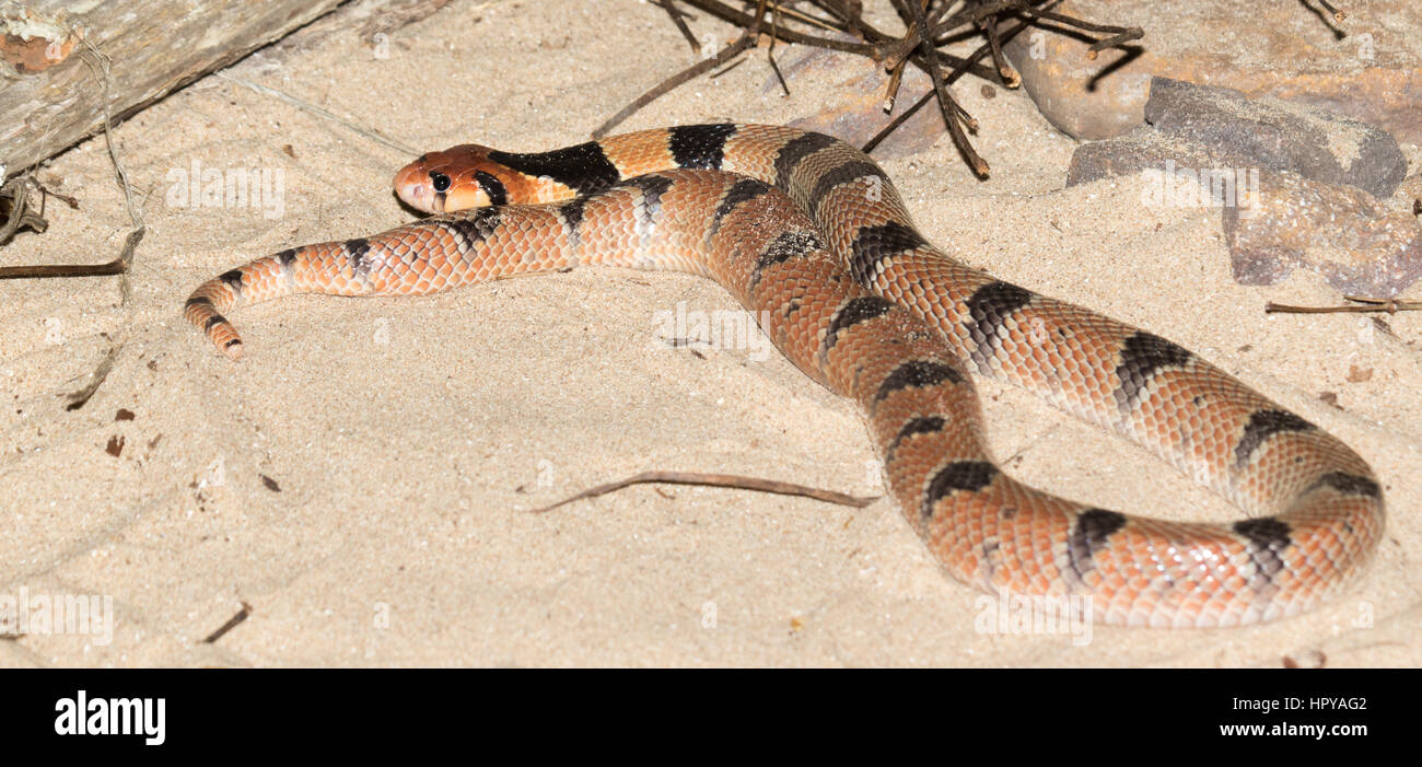 Cape Coral Snake (Aspidelaps lubricus) Stock Photo