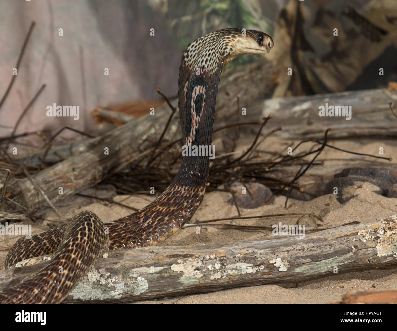 Indian Cobra / Spectacled Cobra (Naja naja) in aggressive posture with hood spread Stock Photo