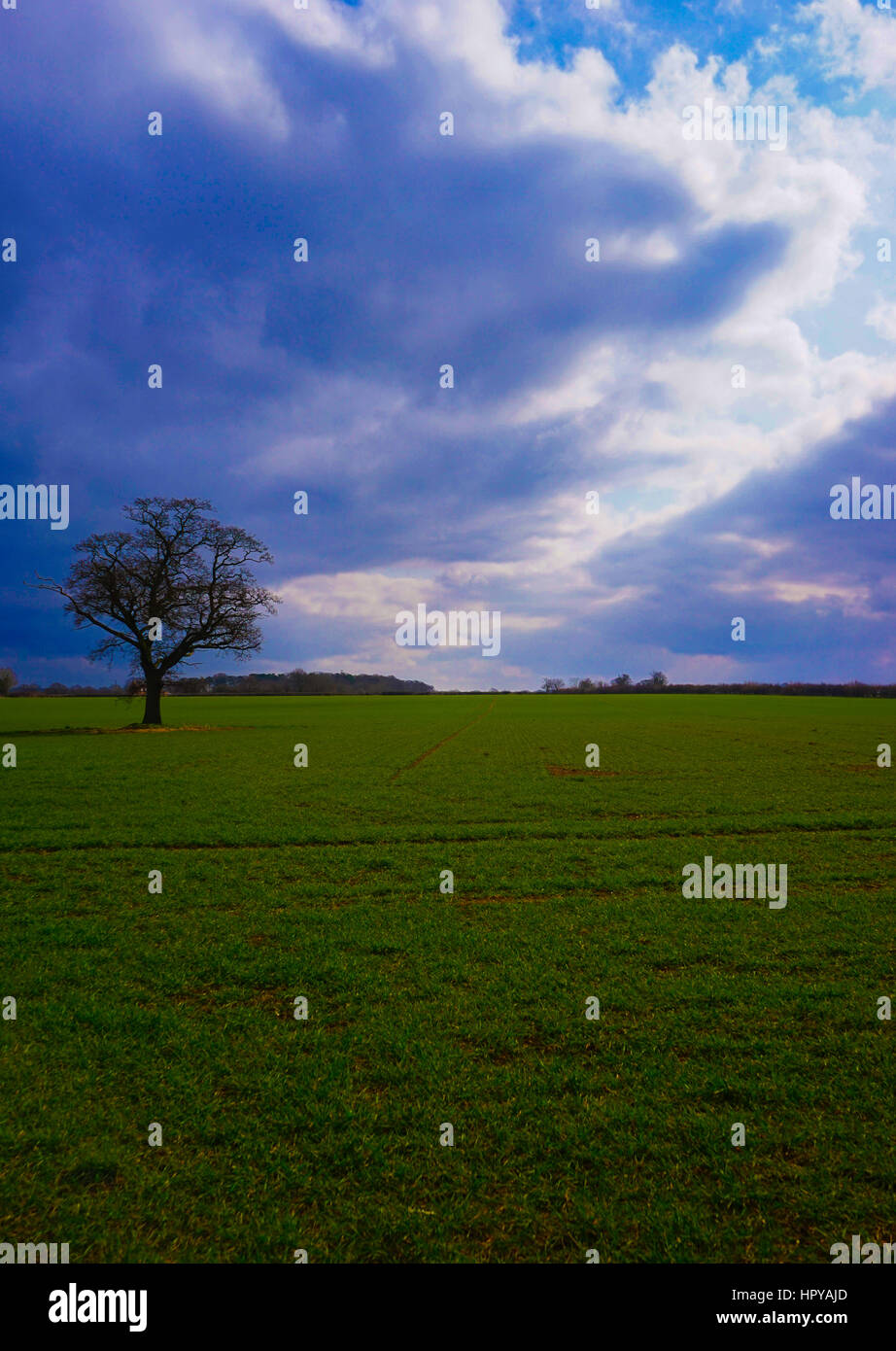 Moody landscape lone tree hi-res stock photography and images - Alamy
