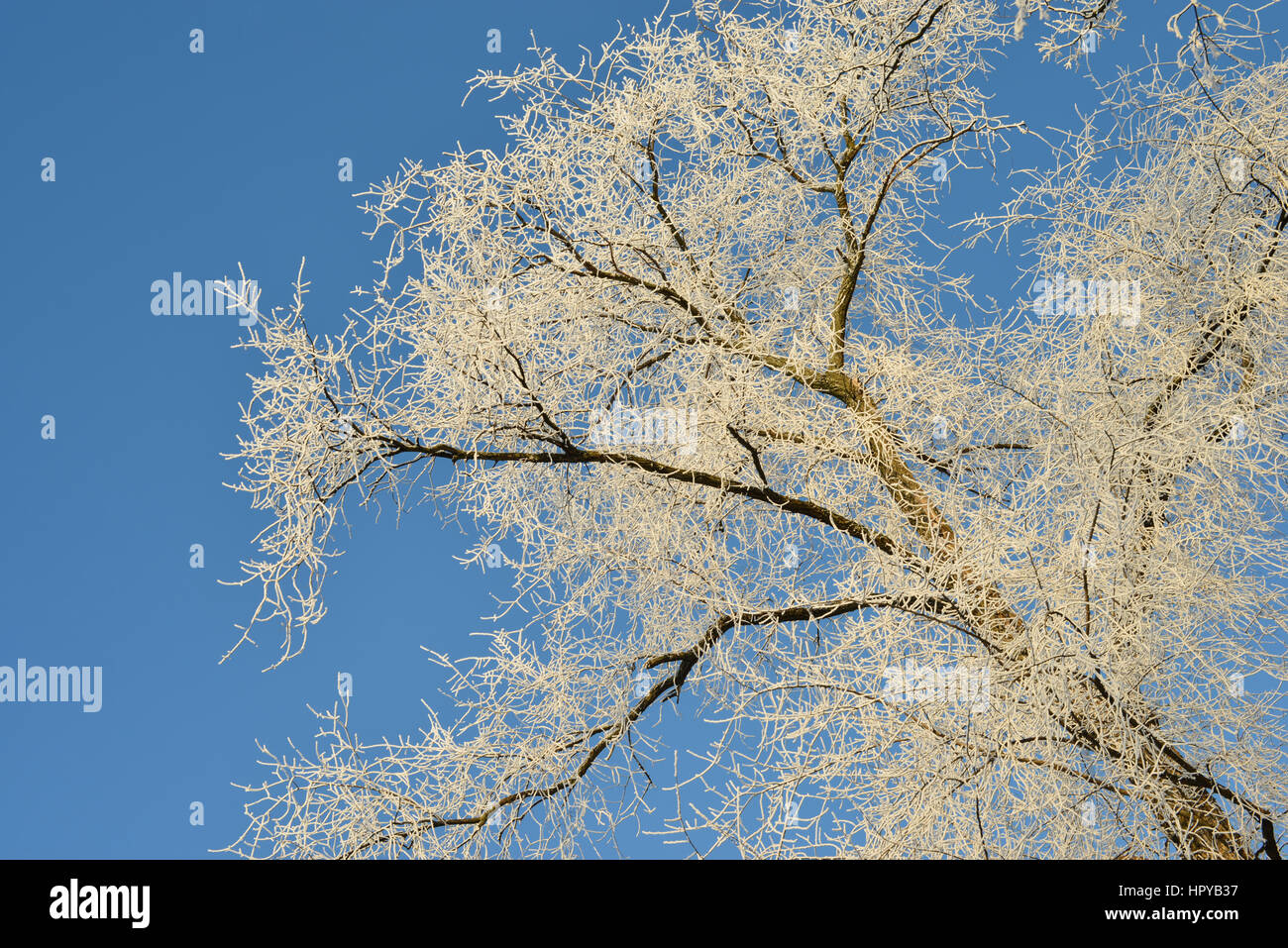 old tree skywards in winter white frost coat Stock Photo