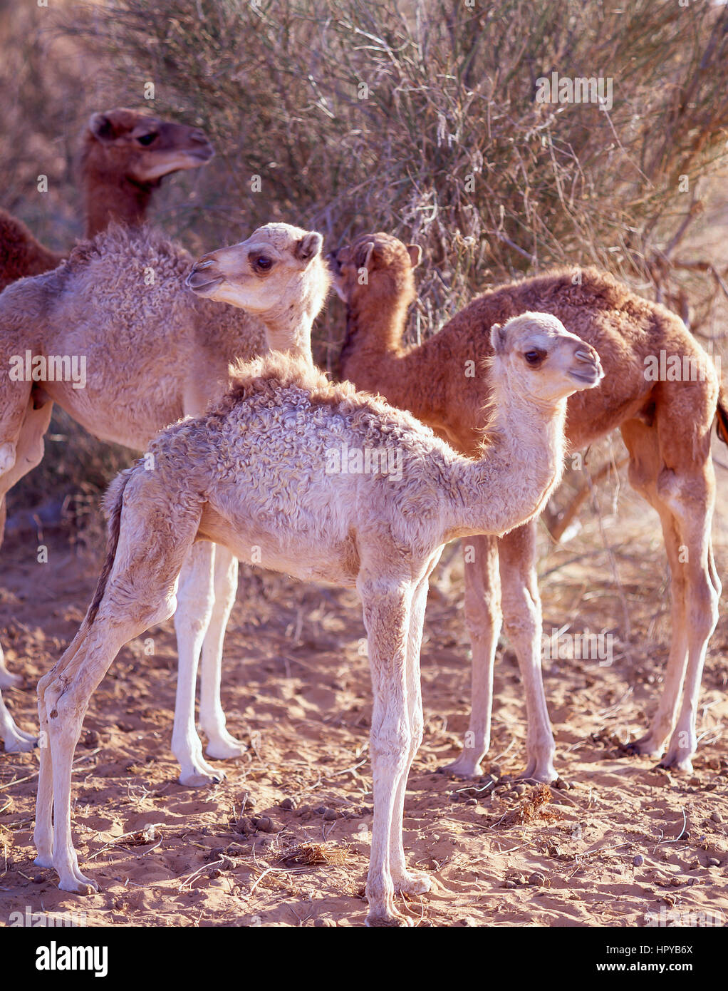 Baby Dromedary camels in Dubai Desert, Dubai, United Arab Emirates Stock Photo
