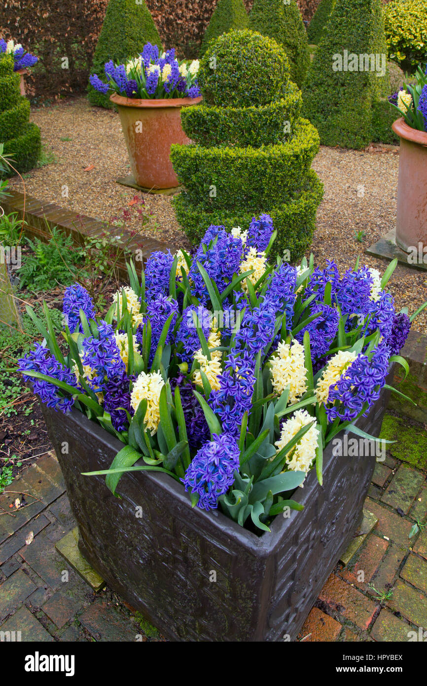 Hyacinths in flower growing in container pots Spring Norfolk Stock Photo