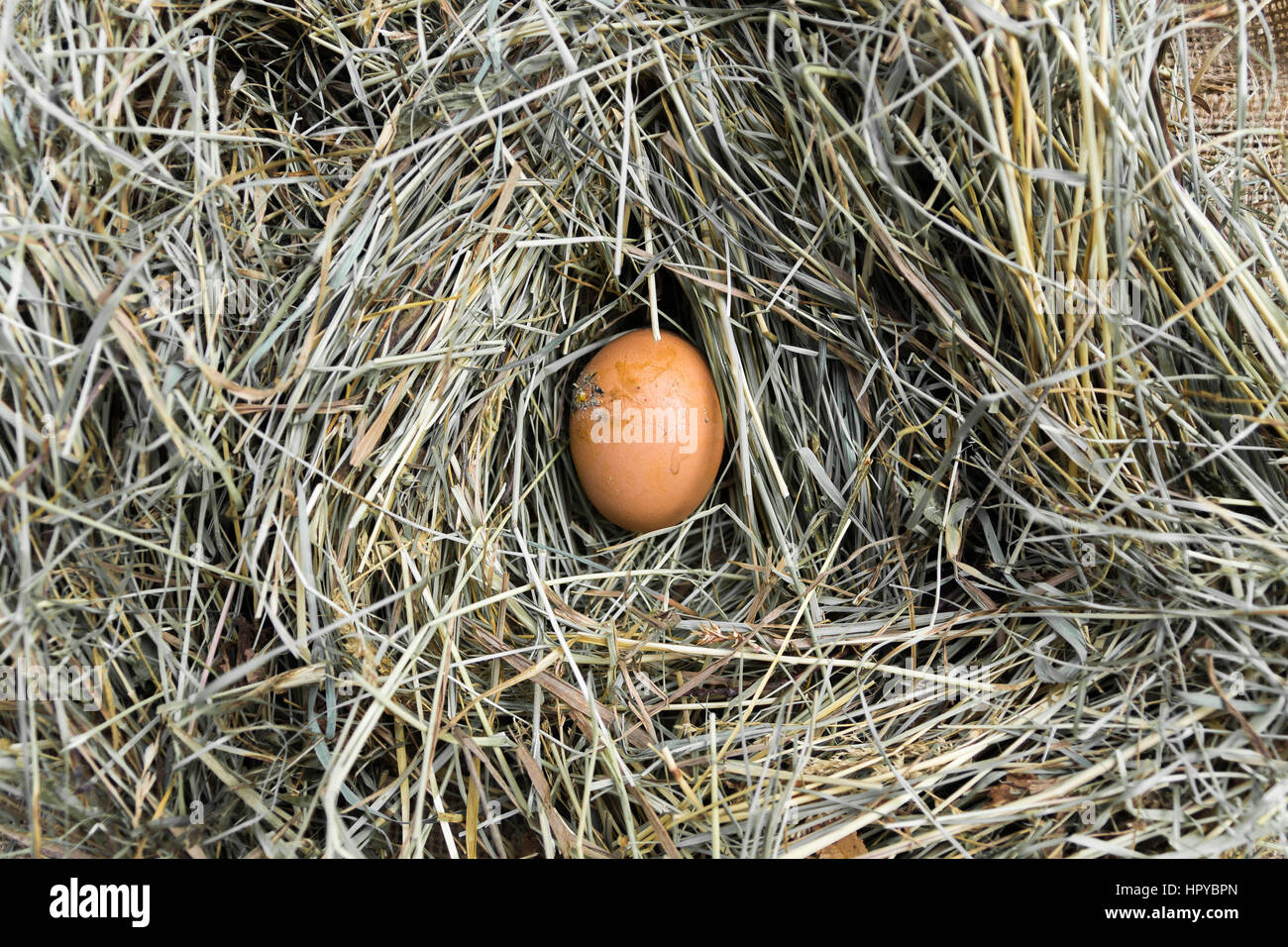One egg in the hen house. Top view. One egg in the hen house. Chicken nest. Stock Photo