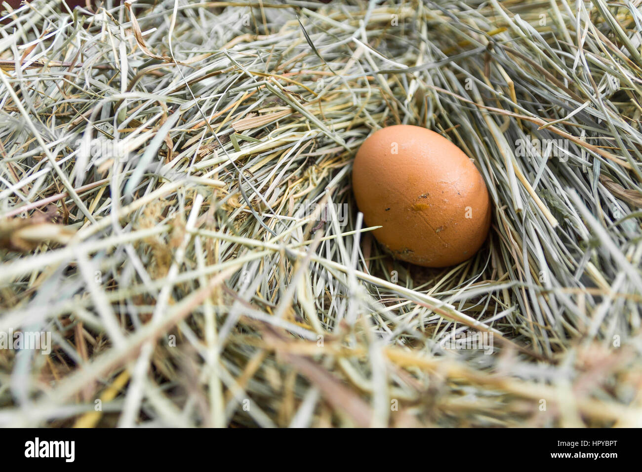 One egg in the hen house. Chicken nest. Stock Photo