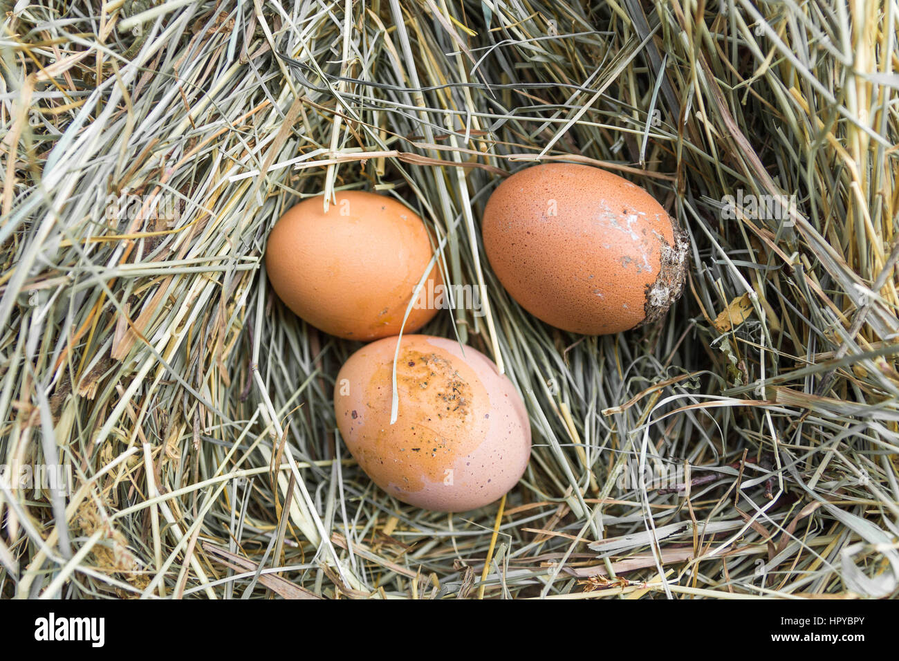 Dirty eggs on hay. Chicken nest, roost Stock Photo Alamy
