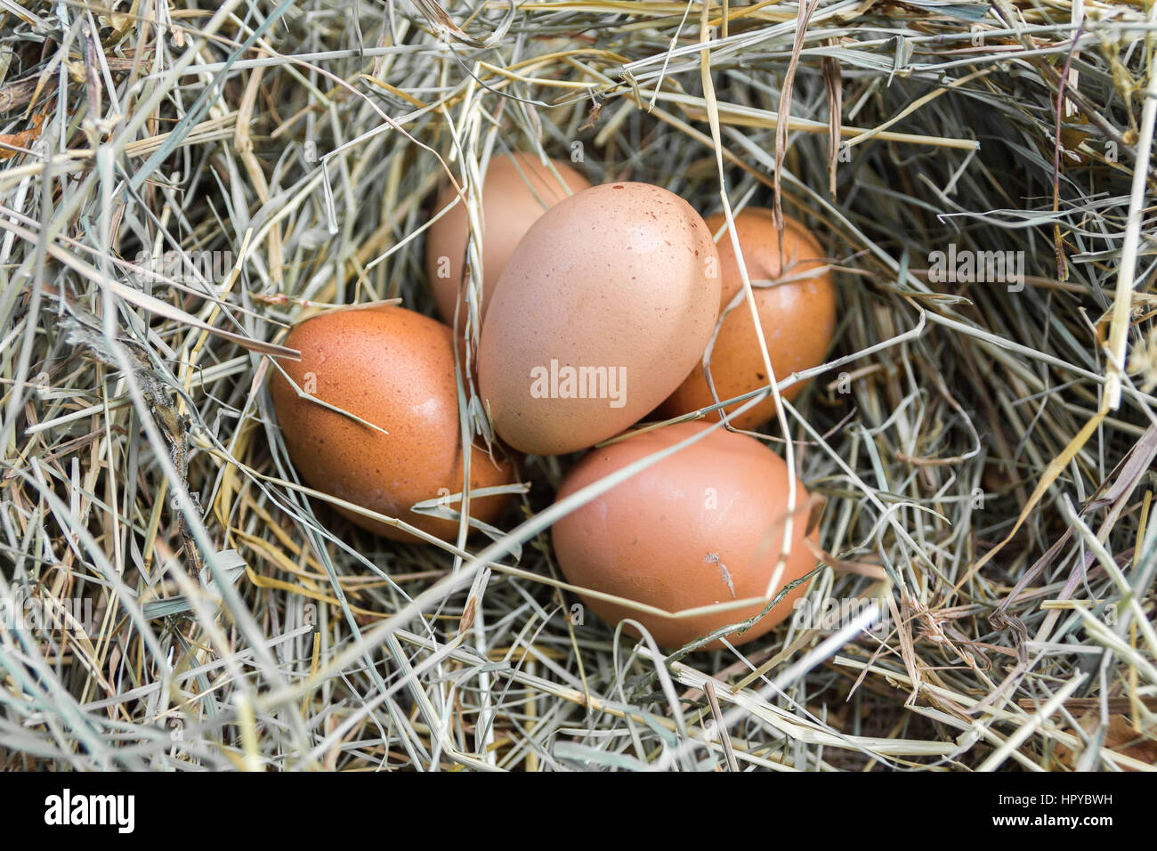 A bunch of chicken eggs in hay. Close-up. Stock Photo