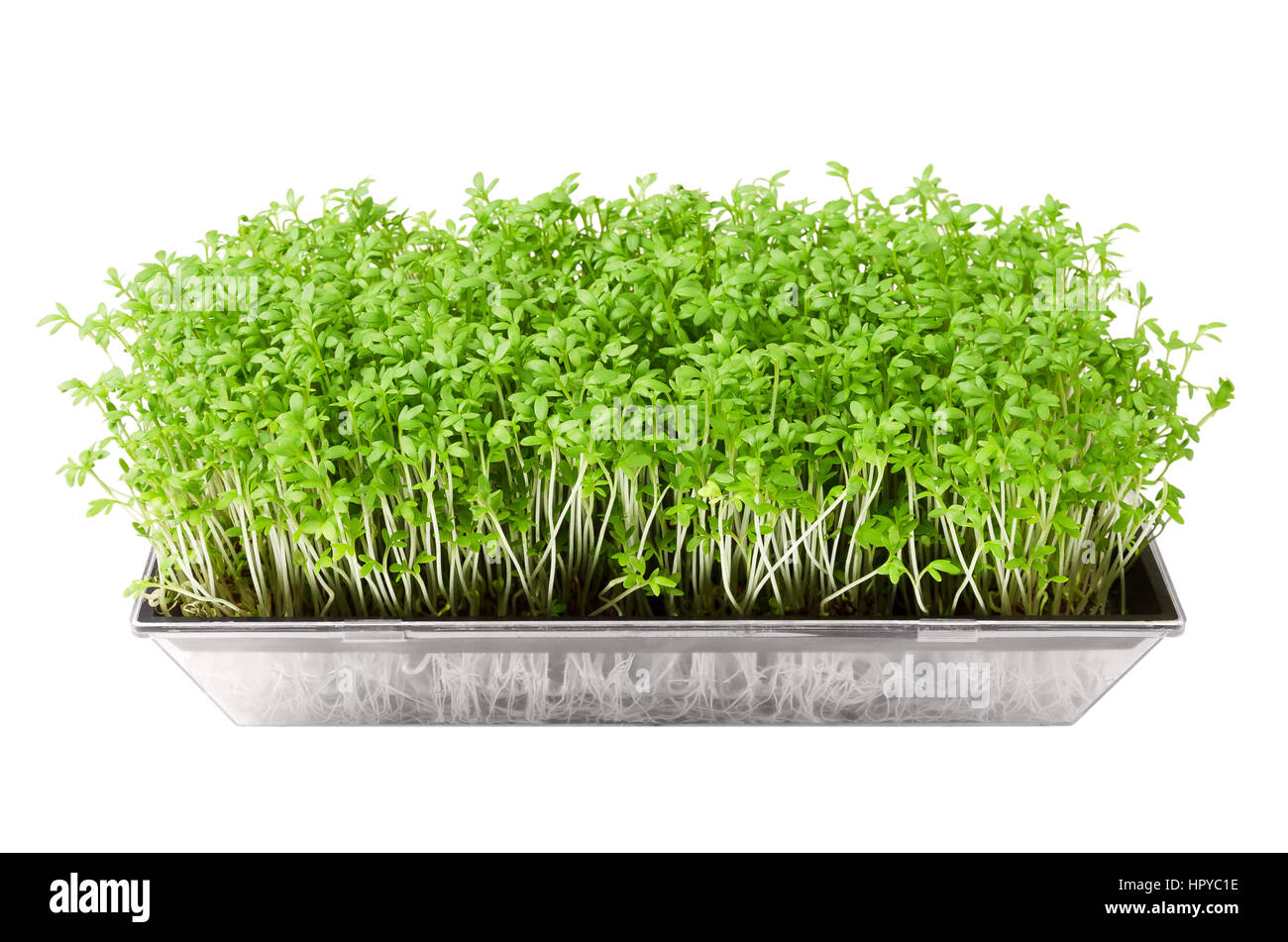 Garden cress in seed sprouter isolated over white. Young plants of Lepidium sativum, an edible herb and microgreen. Stock Photo
