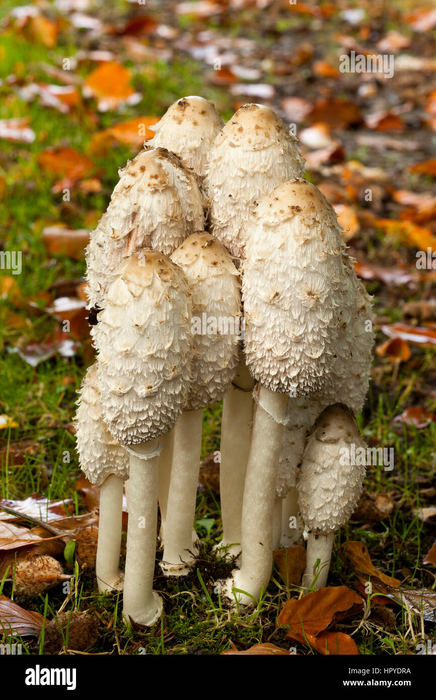 A cluster of Shaggy Ink Cap mushrooms Stock Photo