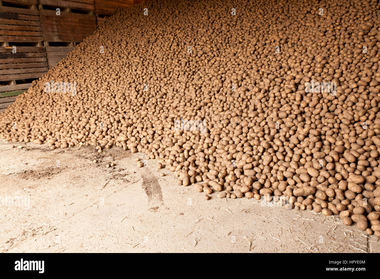 Potatoes in agrigcultural storage Stock Photo