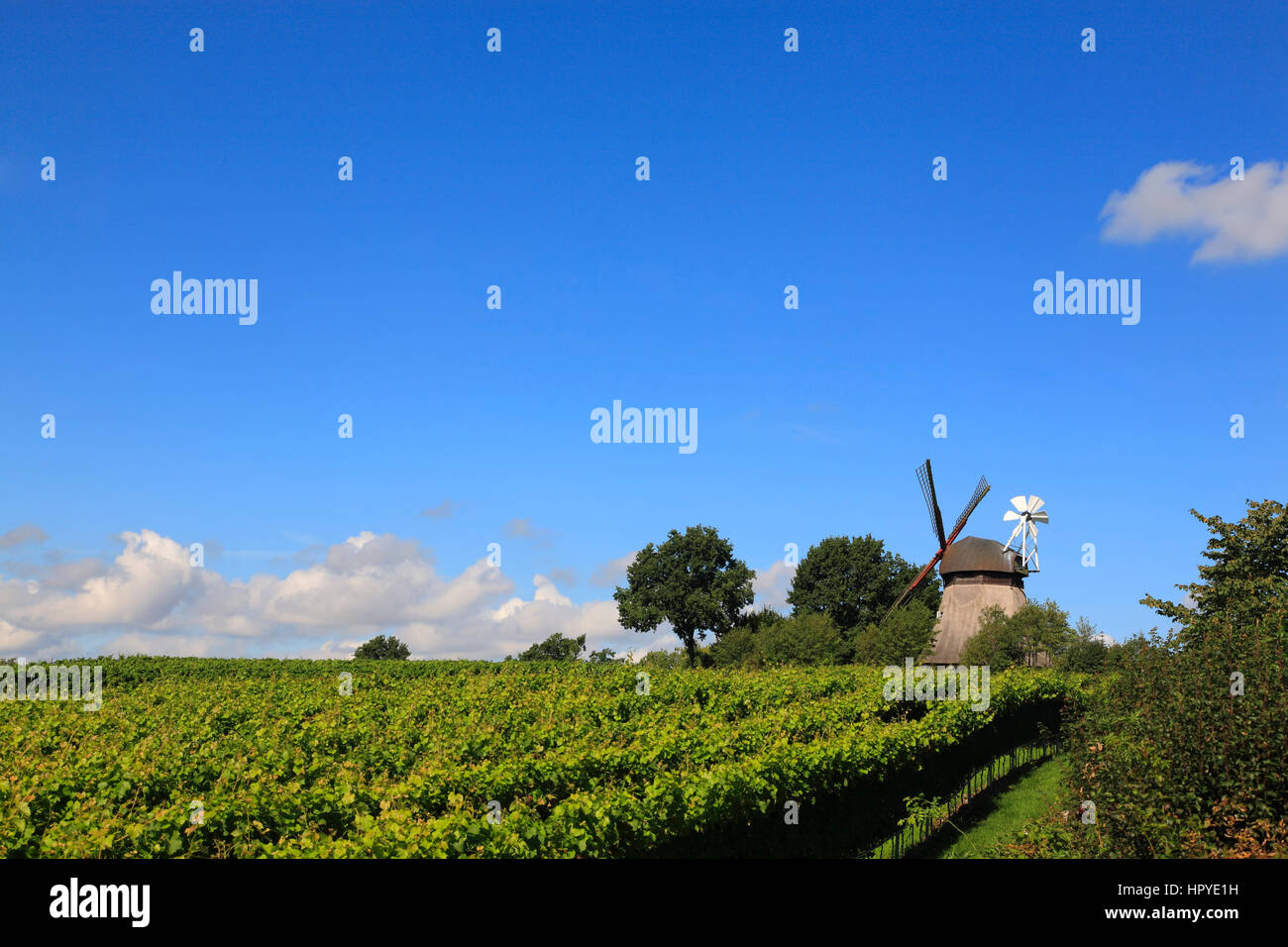 Grebin near Plön, vineyard with Windmill and Cafe, Schleswig-Holstein, Germany, Europe Stock Photo