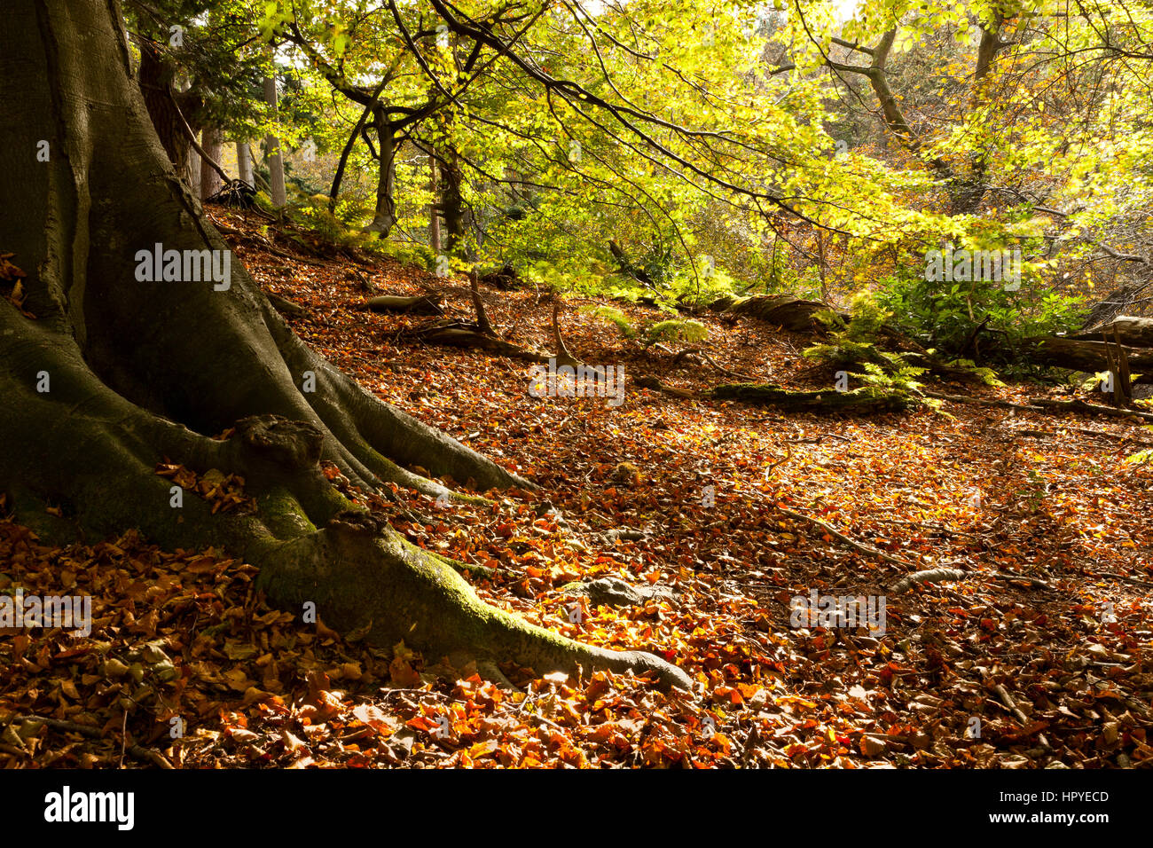 Sunlight shining through leaves in woodland Stock Photo