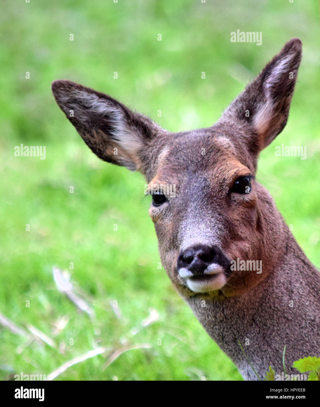 Scottish Roe Deer Stock Photo