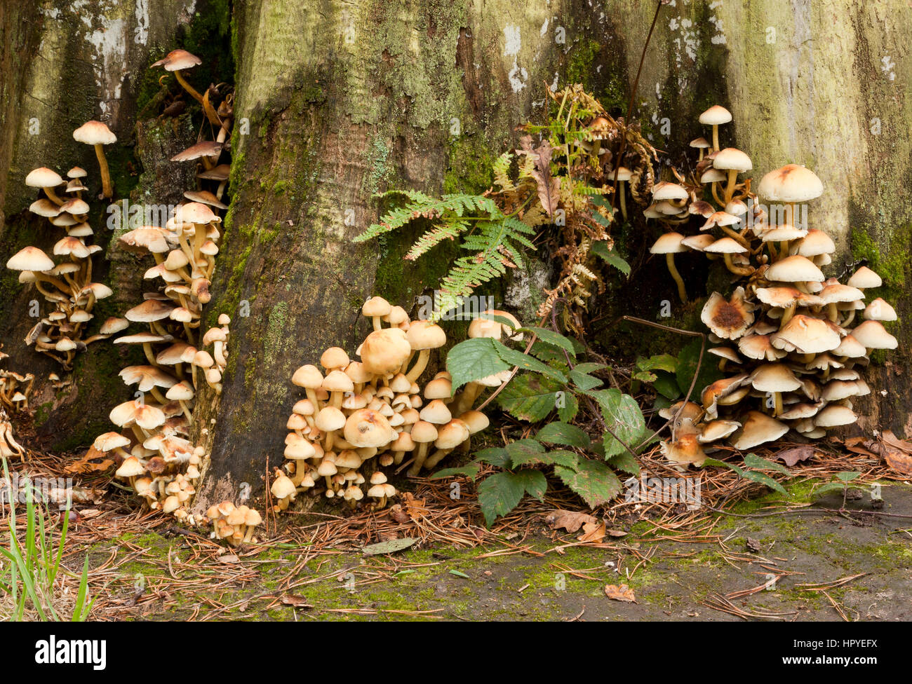 Honey fungus (Armillaria) growing around the base of tree stump Stock Photo