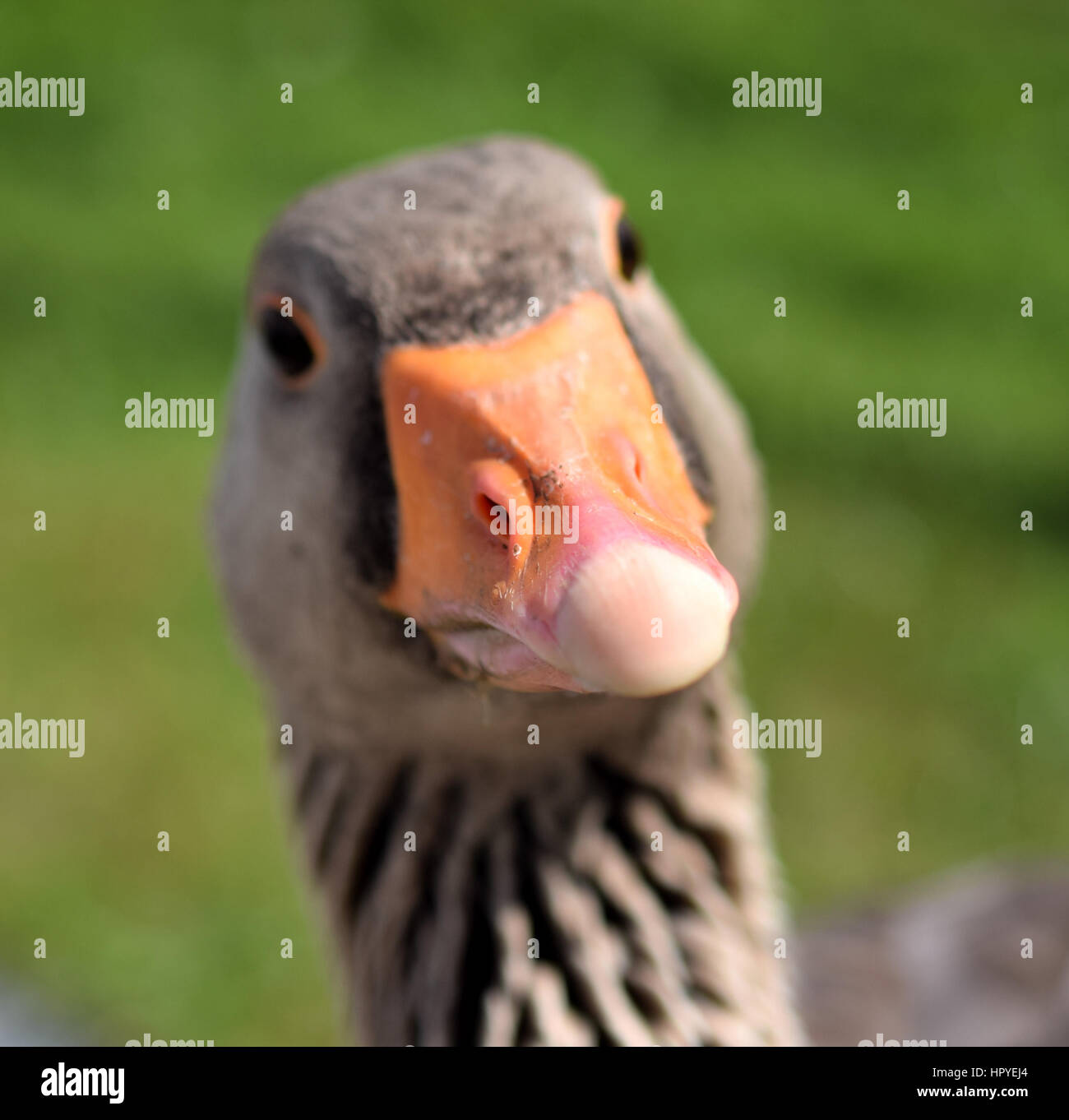 Funny goose face Stock Photo