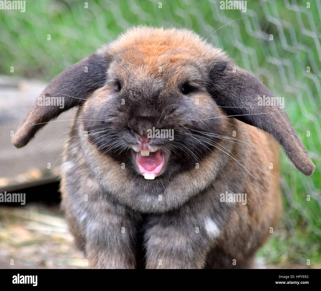 Yawning bunny Stock Photo