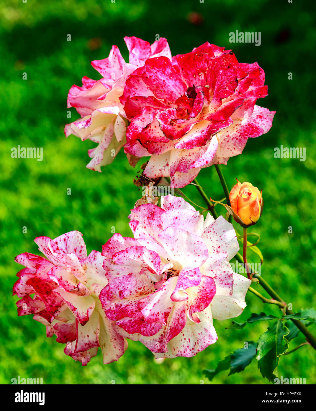 Painter roses, violetpurple striped and as painted colorful climbing