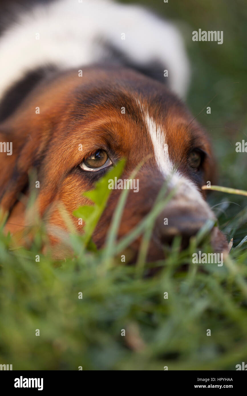 brittany basset hound
