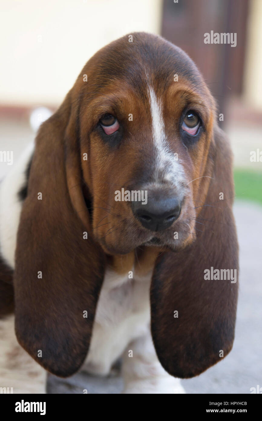 small basset hound