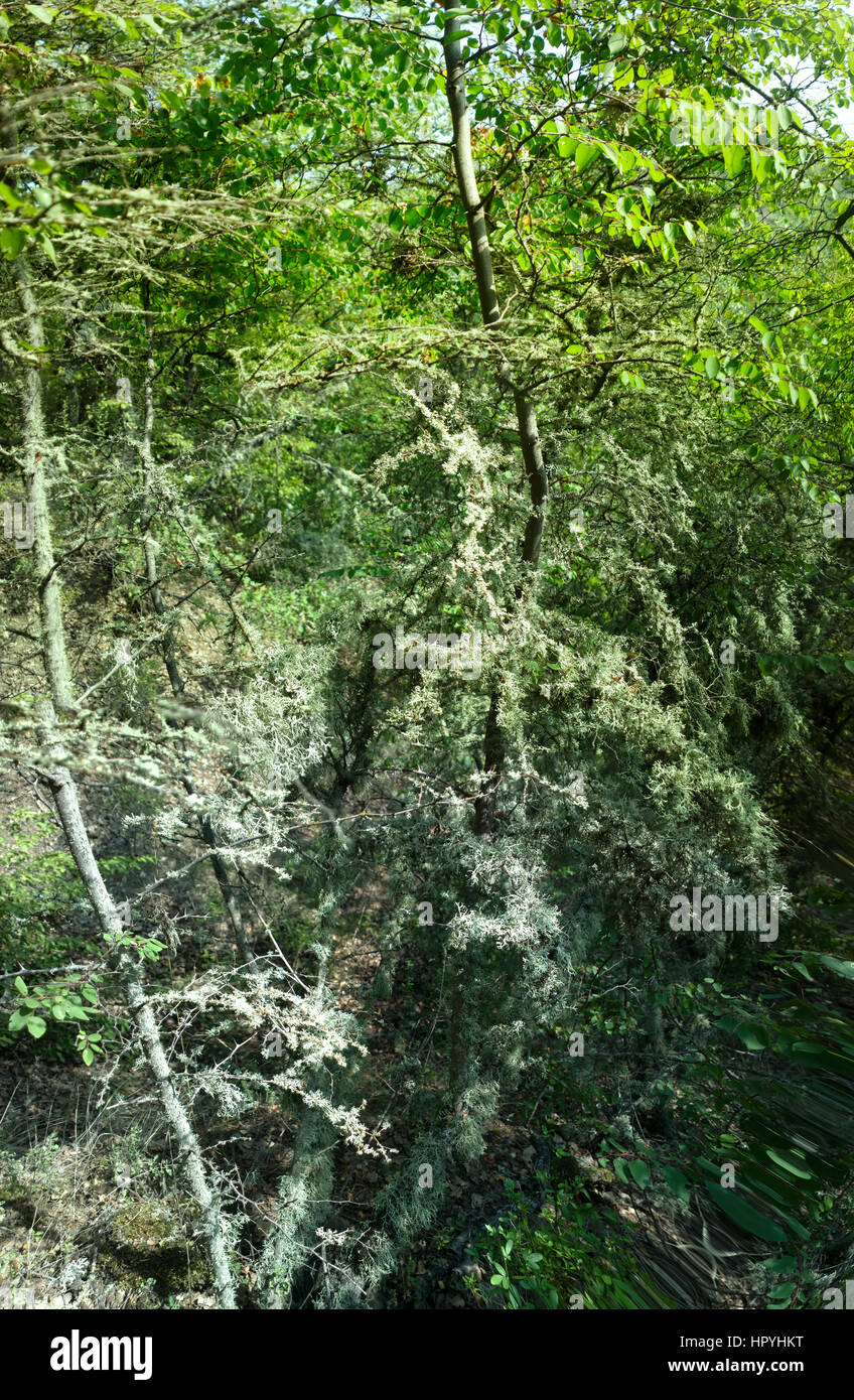 Oakmoss (Evernia prunastri) thickly covers branches of trees Stock Photo