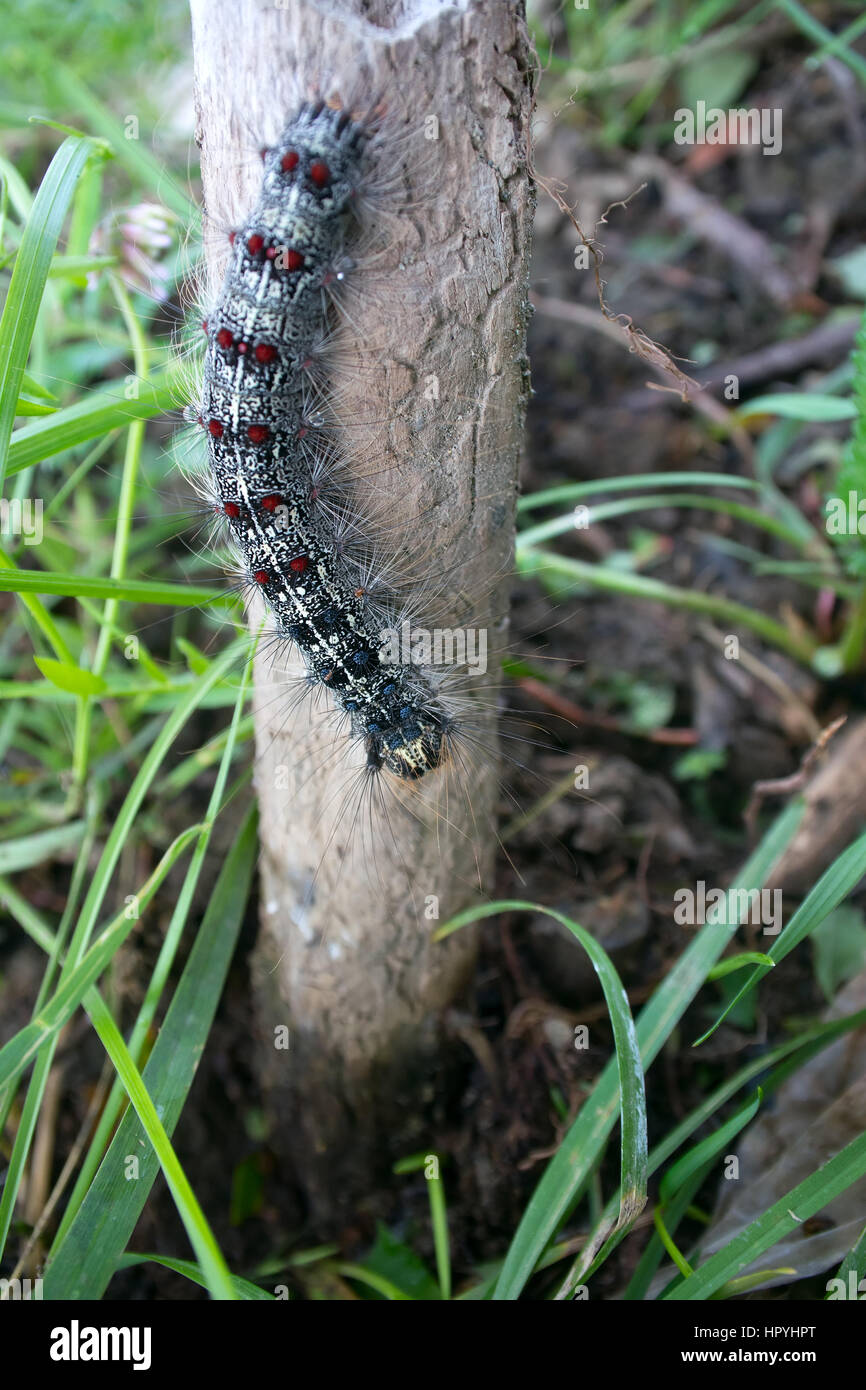 Lymantria dispar caterpillars move in forest. beautiful pest ...