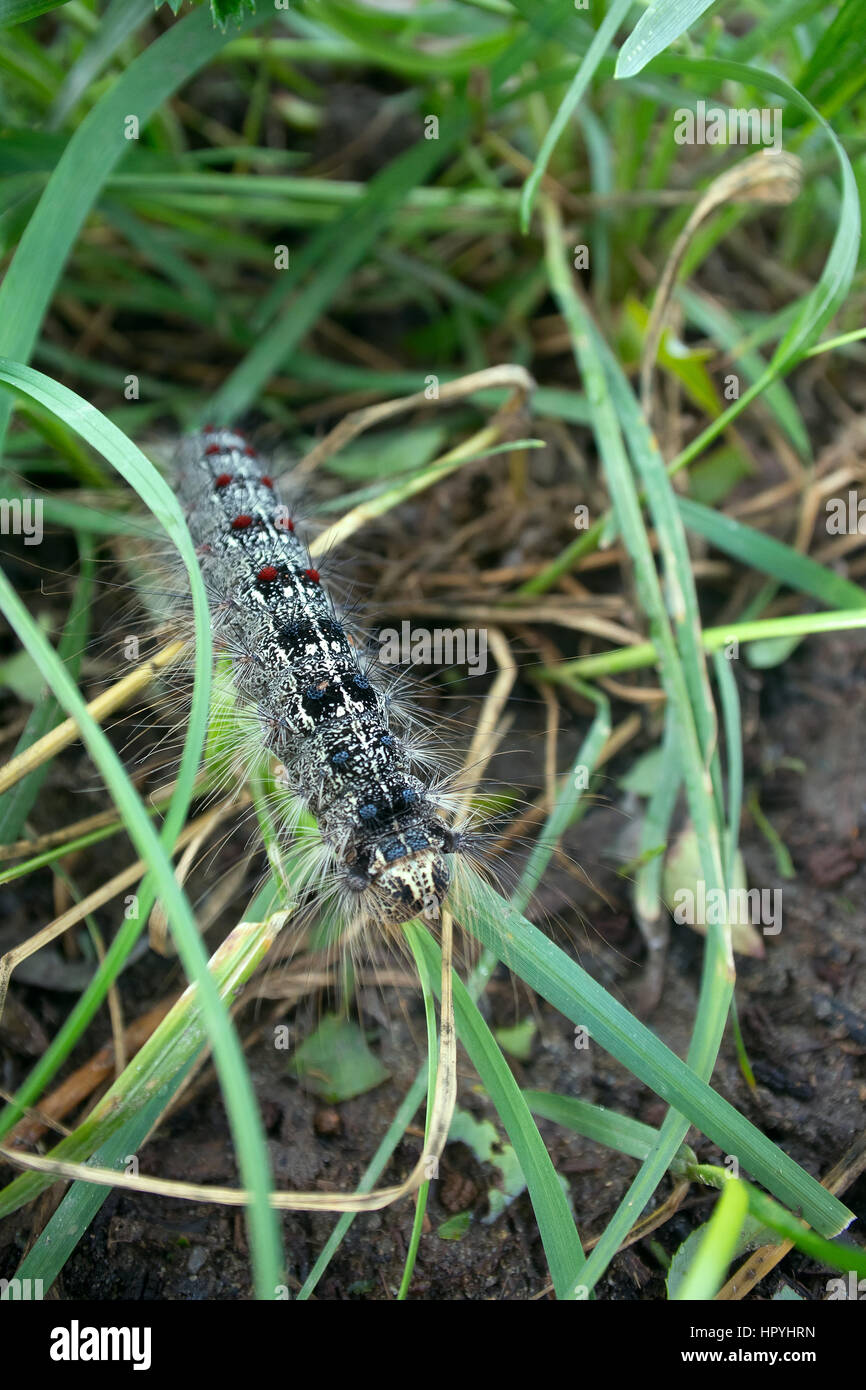 Lymantria dispar caterpillars move in forest. beautiful pest ...