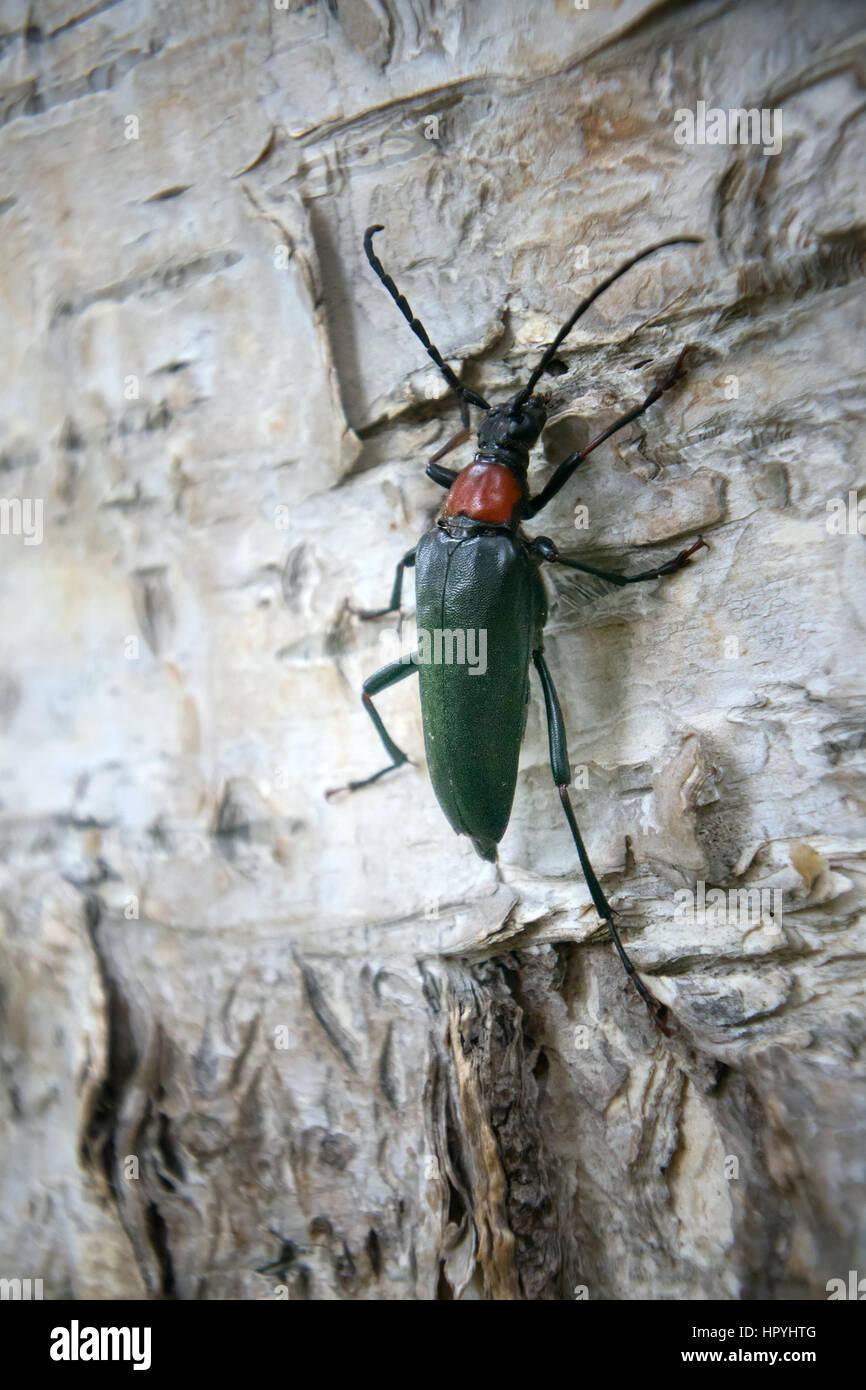Brightly colored Longhorn beetle Leptura (Macroleptura thoracica) on bark of birch Stock Photo