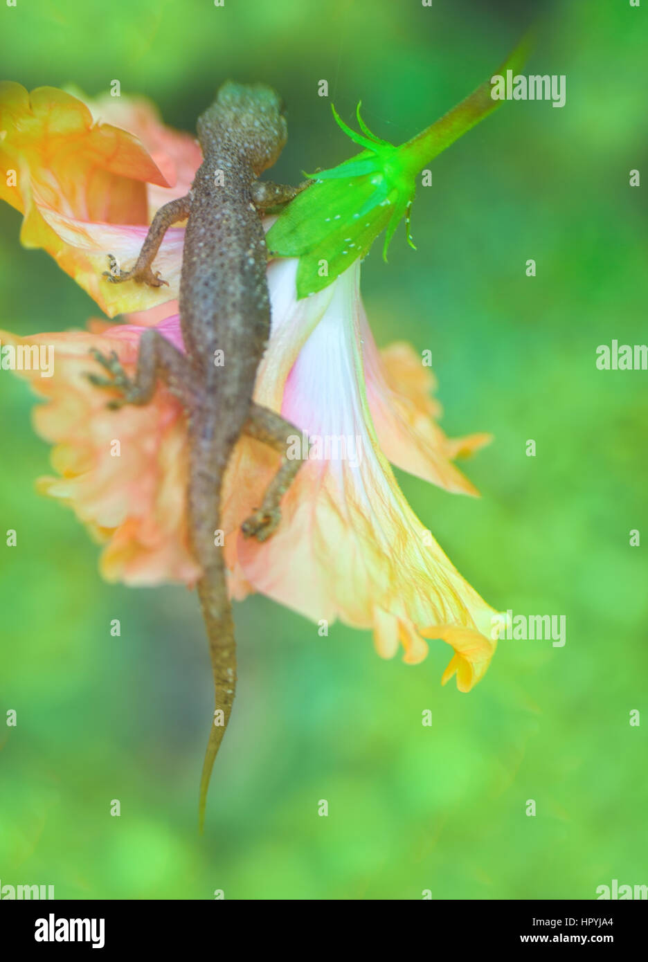 Tropical House Gecko on red flower like Cape Honeysuckle. India. Kerala, January Stock Photo