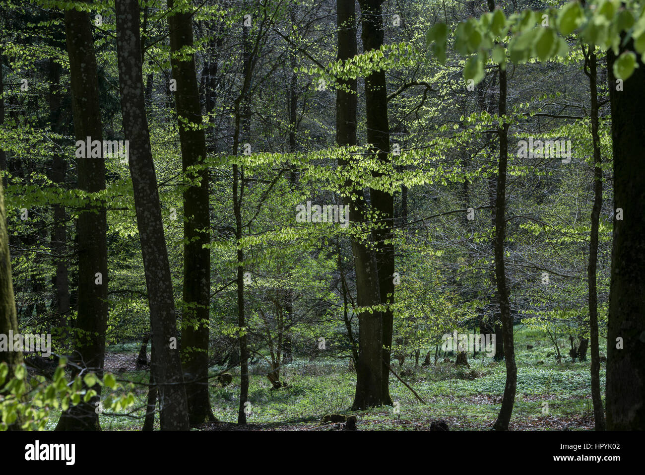 Leafing in the beech forest Stock Photo