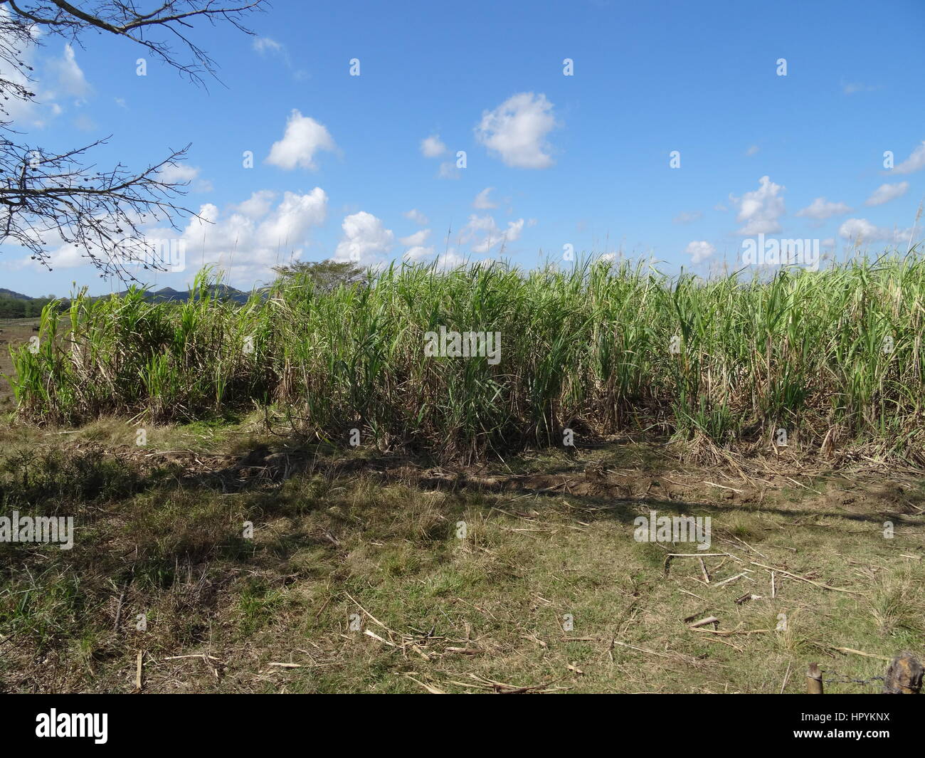 Sugar cane field countryside landscape from the Valle de los Ingenios near Trinidad,Cuba Stock Photo
