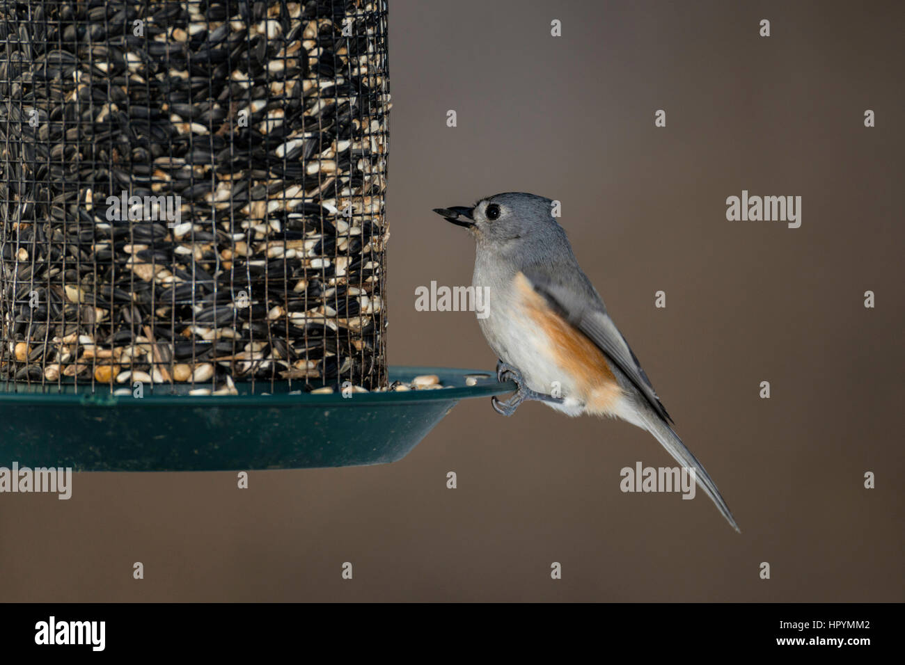 Tufted Titmouse on seed feeder. Stock Photo